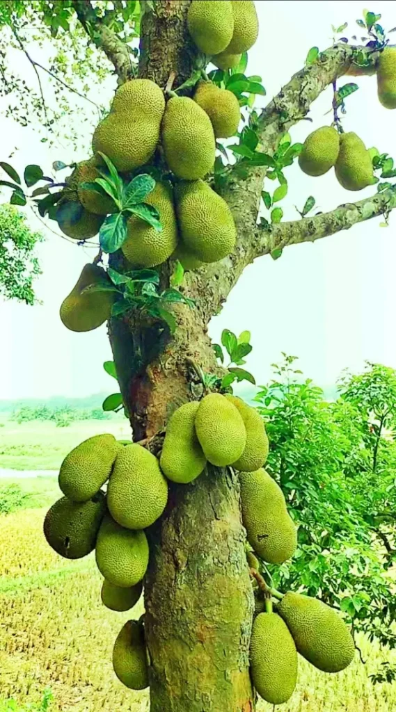 Bellevuea Plantation Image 05